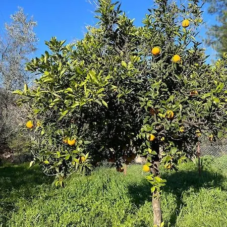 Iztuzu Plajina 3km Uzaklikta,sevimli, Sicak Muestakil Koey Evi Hotel *