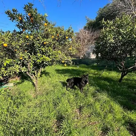 Iztuzu Plajina 3Km Uzaklikta,Sevimli, Sicak Muestakil Koey Evi Bogazagzi